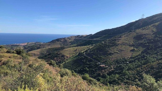 dt Coll de Banyuls